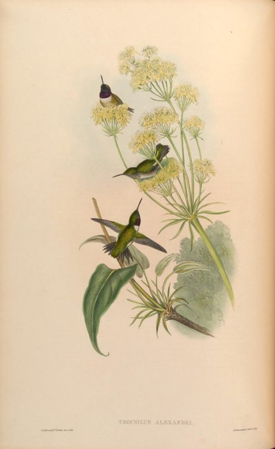 Trochilus alexandri = Archilochus alexandri - John Gould